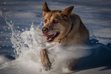 An energetic yellow Labrador Retriever runs through the breaking surf at the dog-friendly beach of Carmel by the Sea along the Pacific coast of Monterey Bay in central California.