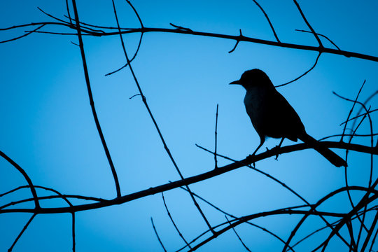 Silhouette of a bird (Mockingbird) perched high on the branches of a tree in Monterey of the central coast of California.