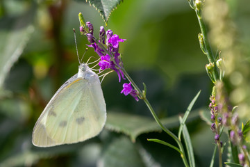 モンシロチョウと紫色の花　千葉県八千代市
