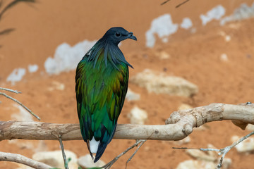 Fototapeta na wymiar A close up of a nicobar pigeon (dove) (Caloenas nicobarica) perched on a tree branch, calmly looks around the environment allowing a view of beautiful glossy green and black colours.