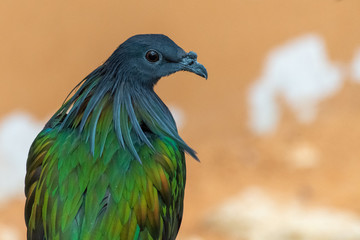 A close up of a nicobar pigeon (dove) (Caloenas nicobarica) perched on a tree branch, calmly looks around the environment allowing a view of beautiful glossy green and black colours.