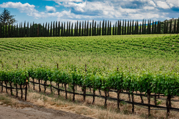 Fototapeta na wymiar California Vineyards: Rolling hills, valleys, rows of grapevines and wineries are common in the wine country fields of rural Northern and Central California such as Napa, Sonoma and Monterey County.