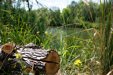 Penek against the background, of water and plants