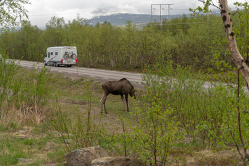 Moose standing by the side of a road eating 