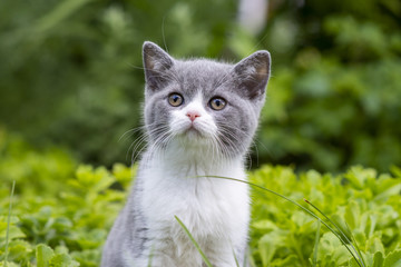 British shorthair kitten sits in the garden among the grass and looks to the side. Green grass on...