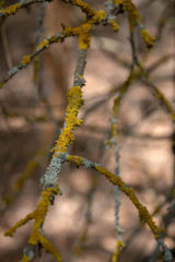 The bark of a tree covered, with a crayon