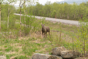 Moose standing by the side of a road eating 