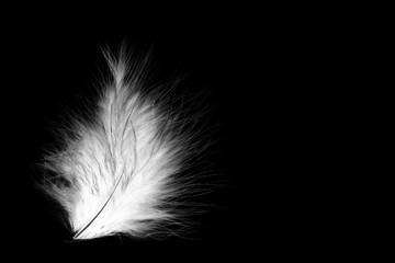 Beautiful abstract close up blue and white feather on darkness black  isolated background and wallpaper