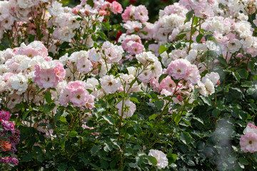 バラの花　千葉県八千代市