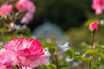 バラの花　千葉県八千代市