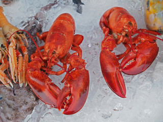 Fresh gourmet seafood with lobsters and shrimps