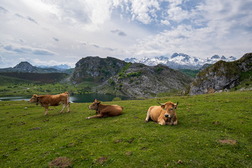 Fototapeta premium Vacas en las montañas