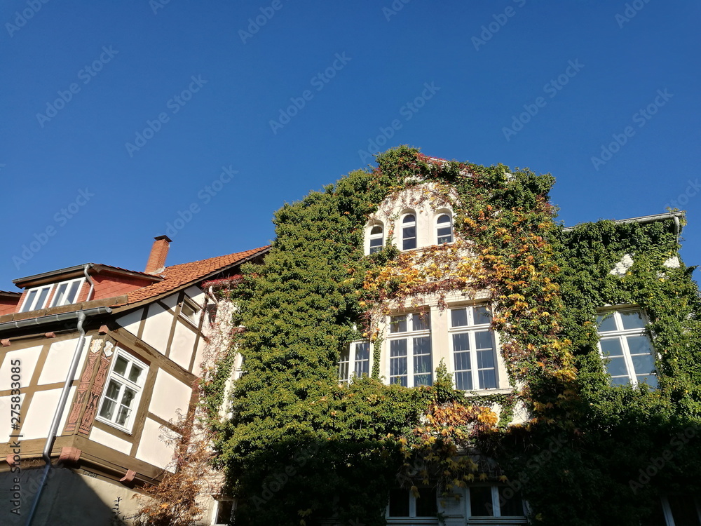 Wall mural begrünte alte fassade mit schönen sprossenfenstern vor blauem himmel bei sonnenschein in der altstad