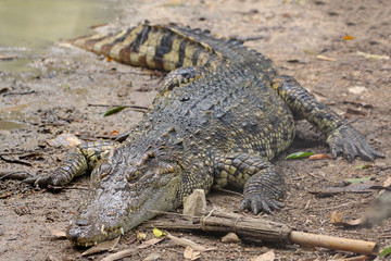 Close up crocodile near the river in thailand.
