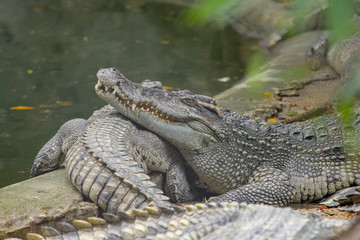 Close up Head salt crocodile sleep on canal.