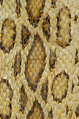 Snake skin reptile for animal pattern