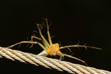 the yellow spider on orange background