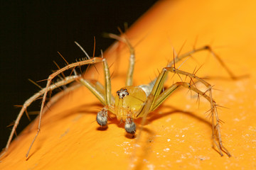 The yellow spider in nature at thailand