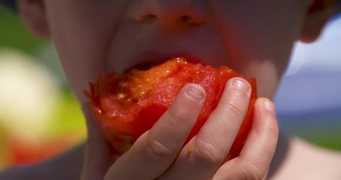Adorable child eating a freshly picked tomato outside in the summer sun