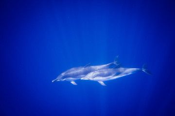 Dauphins
