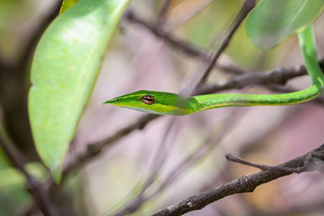 Green vine snake
