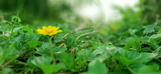 yellow flower on the road side