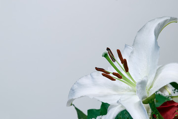 White lily in the lower right corner on a white background