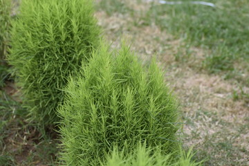 its a nature beauty plant  