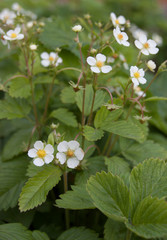 Blooming strawberries on the plantation