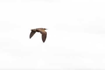 Rare Bittern Flying Across the Sky