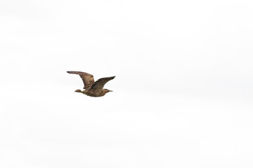 Rare Bittern Flying Across the Sky