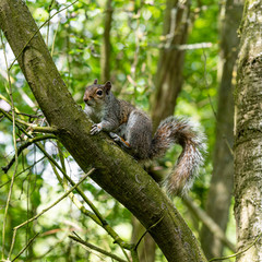 Naklejka na ściany i meble Grey Squirrel Resting in a Tree