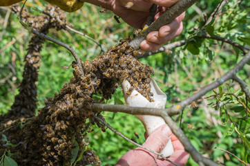 Beekeeping. Escaped bees swarm nesting on a tree.