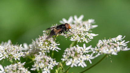 Small Bee Collecting Nectar on White Flowers
