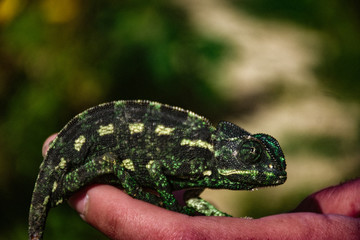 Green Chameleon