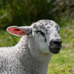 Naklejka premium Young Sheep resting on the Grass