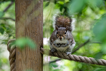 Grey Squirrel Balancing on a Rope