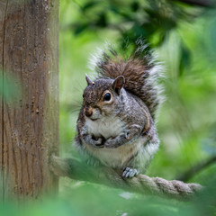 Grey Squirrel Balancing on a Rope