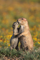 Prairie Dogs