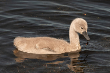 Young Cygnet Swan swimming on a Lake