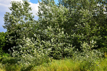 Beautiful summer forest with different trees