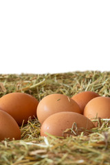 Chicken eggs laying on a bed of meadow hay straw grass