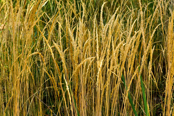 Green grass in sunlight in meadow close-up, macro. Nature blurred abstract background