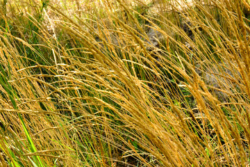 Green grass in sunlight in meadow close-up, macro. Nature blurred abstract background