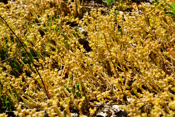 Beautiful green moss on the floor, moss closeup, macro. Beautiful background of moss for wallpaper.