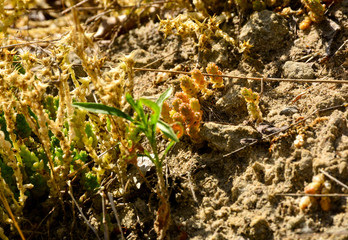 Beautiful green moss on the floor, moss closeup, macro. Beautiful background of moss for wallpaper.