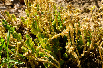 Beautiful green moss on the floor, moss closeup, macro. Beautiful background of moss for wallpaper.