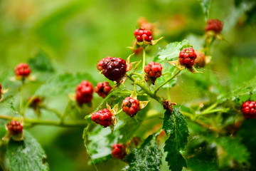 Blackberry grows in the forest.