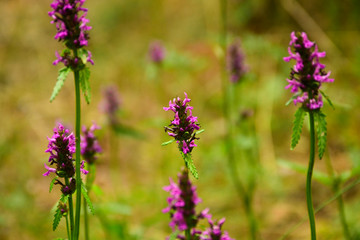 Summer flowers on the meadow.  Wildflower meadow, herb meadow, wildflowers.
