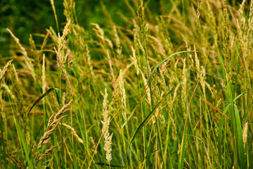 Green grass in sunlight in meadow close-up, macro. Nature blurred abstract background
